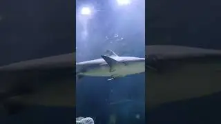 Where is the skeleton? | Shark anatomy |  İnteresting Fact