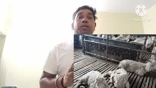 HCN poisoning in sheep and goat || भेड़ बकरी को साइनाइड पोइजिंनिंग हो गयी है तो क्या करें?
