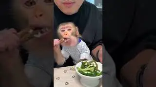 BiBi loves rice | Curious Monkey Family's Daily