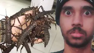 Reacting To The Craziest Insect Videos On The Internet!