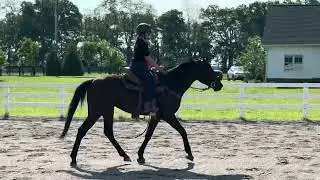 POLO DRIVE (W/T/C Western) - Adoptable Thoroughbred Gelding - New Vocations
