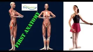 How to First Position Ballet Turn Out Muscle Animation EasyFlexibility