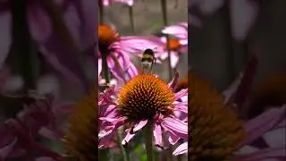 Coneflowers: The Ultimate Pollinator Paradise and Immune Boosting Secret!