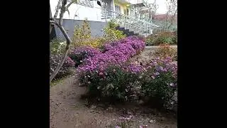 сентябринка цветет в ноябре