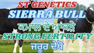 ST GENETICS BULL &lsquo;SIERRA&rsquo; ਕਮਾਲ ਦੇ ਆਂਕੜੇ strong fertility ਜਰੂਰ ਦੇਖੋ ਜੀ