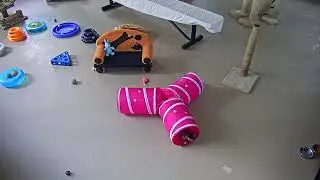 Kitten Cabana