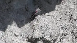 Wallcreeper (Tichodroma muraria) &Tau;&omicron;&iota;&chi;&omicron;&delta;&rho;ό&mu;&omicron;&sigmaf;, &Sigma;&beta;&alpha;&rho;&nu;ί&sigma;&tau;&rho;&alpha;, &Beta;&rho;&alpha;&chi;&omicron;&beta;ά&tau;&eta;&sigmaf; - A rare bird for Cyprus.
