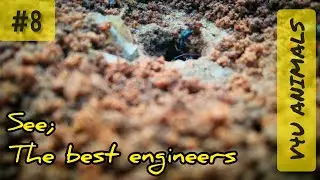 do you want to see #ants #animals #v4uanimals