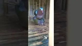 Another blessings   #birds #nest #birdhome #animal #nesting #birdnest #manatad #emeralddove #pigeon