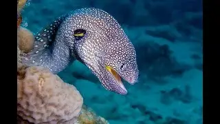 A tour in Barcelona Aquarium