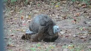 A semi-wild turkey digs and covers itself with dirt - odd behavior