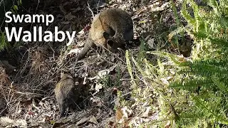 Swamp Wallaby