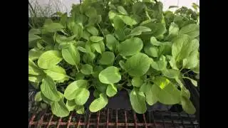 How to start Yu Choy Sum Seeds 油菜心育苗