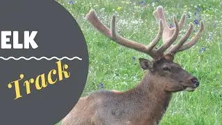 Elk Track | Tracking Wildlife | Video 1 of 2