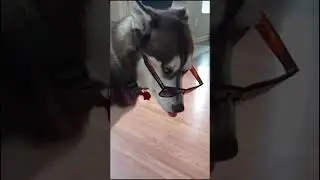 Dogs wearing sunglasses are cool 🥰#dog #dogs #dogsoftiktok #pet #funny #cute