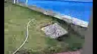 Perra Malvada