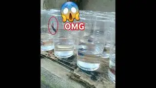 Betta fish jumping behaviour