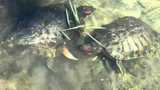 Turtle Turtle.MOV