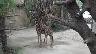 Giraffe sounds
