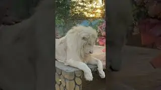 #foryou uae lion king #subsribe