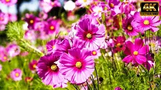 Cosmic Blossoms: Exploring the Charm of Cosmos Flowers |#beautiful #flowers #cosmos #for #community