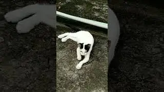Neighbours Cat (2)#shorts