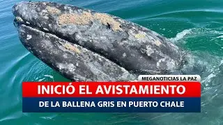 #BCS #BallenaGris Arranca de manera oficial el avistamiento de ballena gris.
