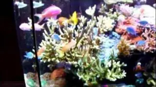 My Deltec Reef Aquarium By Ark Royal
