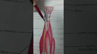 Extensor Digitorum Longus Muscle Of The Leg by Dr Mohibullah Wazir