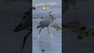Wildlife in Egypt / Faune d&rsquo;&Eacute;gypte #wildlife #egypte