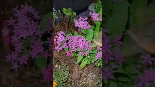 Amazing Florida hummingbird moth