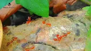 Red Ant | Discovery | Amazon | green area | Bangla | লাল পীপিলিকা | Imran Ahmod |