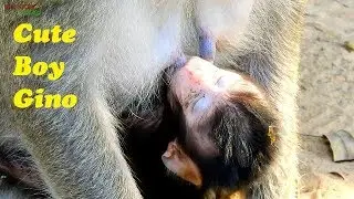So cute baby monkey of Carbzilla group | Newborn monkey of Bigbertha