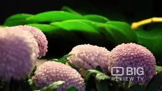 Adelaide Flower House Florist Shop in Parkside SA offering Floral Design and Plants
