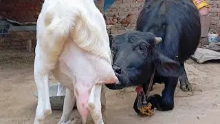 Cow Videos | Cow Feeding from goats | Nikka haji