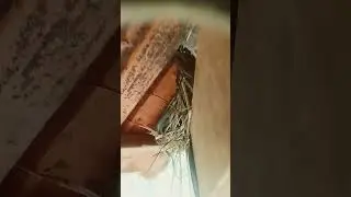 the bird nesting in our house.#mrpc