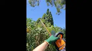 POV: Satisfying hedge trimming with #WORX #hedgetrimming #gardening