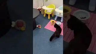Keep Cats Entertained and Active, Smart Toy Ball