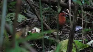 Buff-spotted flufftail, St Lucia.
