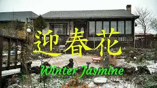 迎春花  Winter Jasmine 2026年