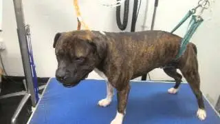 Doggie Delightz - wall of fame July 22nd - 27th