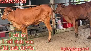 13-01/Trại bò phong ba tri (2)Báo giá công khai tiếp tục nhé cả nhà