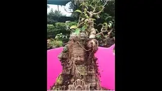Bonsai, Roots over a Temple part 1