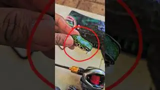 SADIS‼️SOFT FROG BARU SPESIALIS GABUS MONSTER‼️