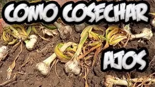 Como Cosechar Los Ajos || La Huertina De Toni