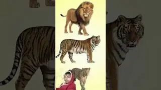 चीता क्यों है इतना ख़तरनाक शिकारी #shorts #youtubeshorts