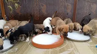 Rescue & Care: Feeding Mama Dog and Her Precious Puppies 🐕💞 | Mother Dog & Puppy Rescue