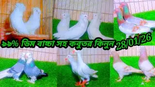 99% ডিম বাচ্চা সহ কবুতর কিনুন খামারি ফরহাদ ভাই লোকেশন ভাওয়াল মির্জাপুর গাজীপুর 