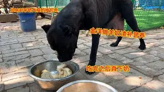 加纳利带幼犬瘦的皮包骨，金洋做羊奶渣补营养，吃完之后真下奶1