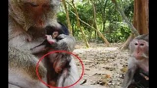 Welcome ! Newborn Baby Monkey ! Lovely Mom Just Give Birth With Nurse baby !